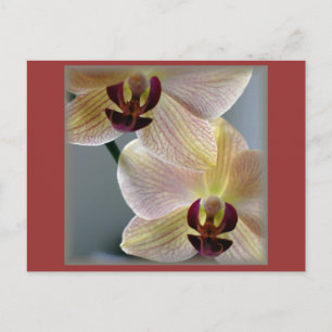 Carte Postale Orchidées