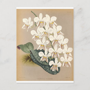 Carte Postale Orchidées