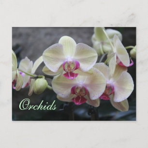 Carte Postale Orchidées # 15