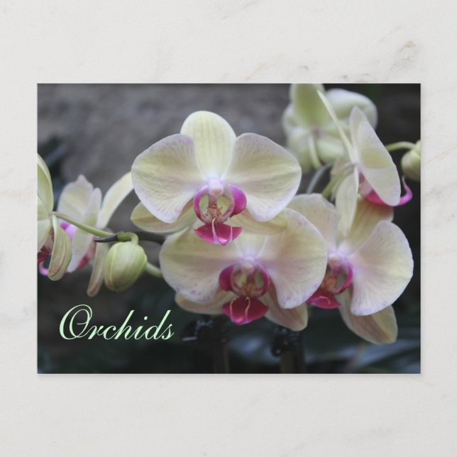 Carte Postale Orchidées # 15 (Devant)
