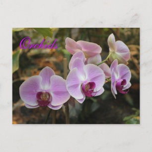 Carte Postale Orchidées # 21