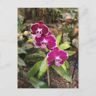 Carte Postale Orchidées # 26