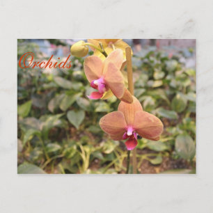 Carte Postale Orchidées # 4