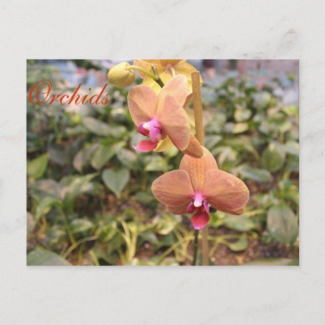 Carte Postale Orchidées # 4 (Devant)