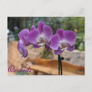 Carte Postale Orchidées # 9