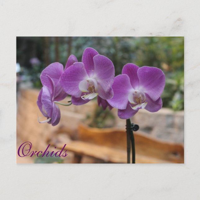 Carte Postale Orchidées # 9 (Devant)
