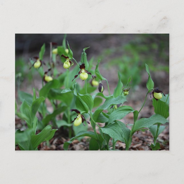 Carte Postale Orchidées à laine (Cypripedium calceolus) (Devant)
