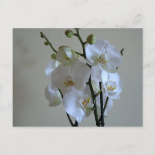 Carte Postale Orchidées blanches