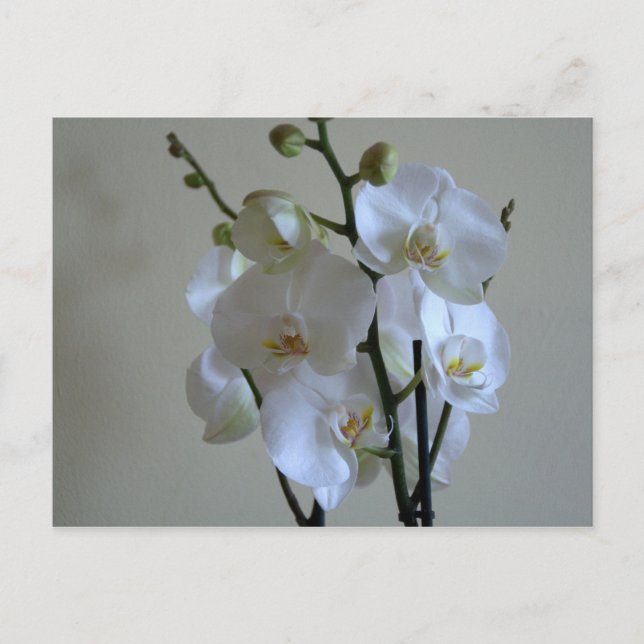 Carte Postale Orchidées blanches (Devant)