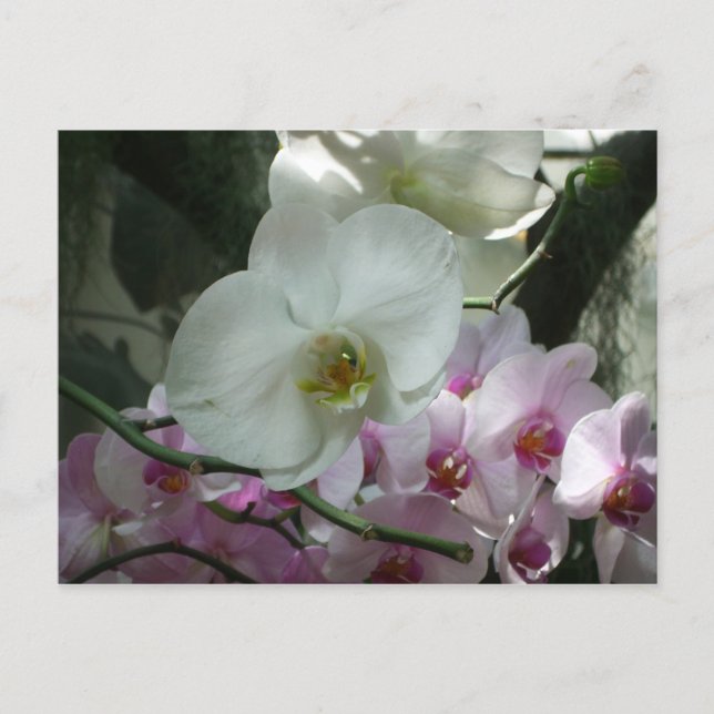 Carte Postale Orchidées blanches et violettes (Devant)