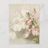 Orchidées blanches Fleur Vintage vieille illustrat