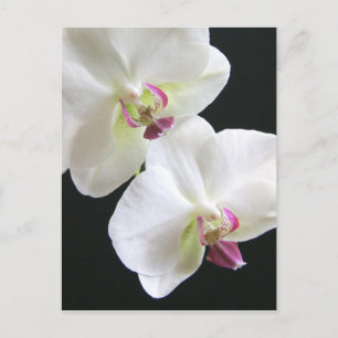 Carte Postale Orchidées blanches sur noir