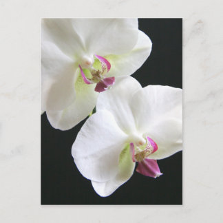 Carte Postale Orchidées blanches sur noir