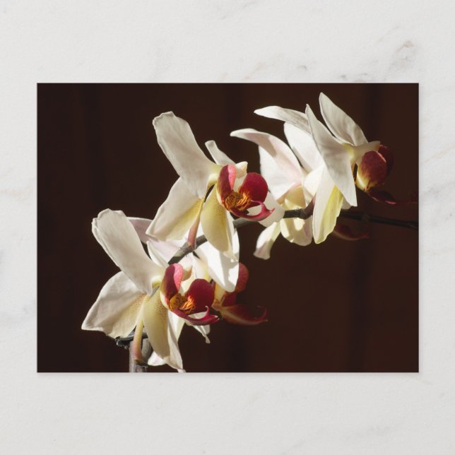 Carte Postale Orchidées blanches surlignées Photographie florale (Devant)