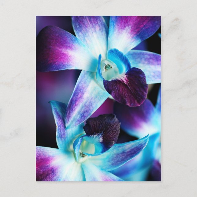 Carte Postale Orchidées Customisées à l'orchidée pourpre et bleu (Devant)
