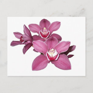 Carte postale Orchidées Cymbidium Rose