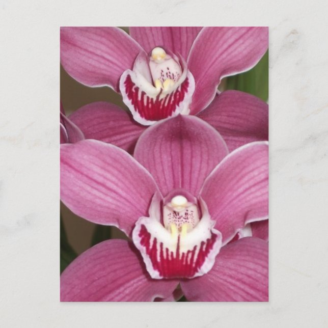 Carte postale Orchidées Cymbidium Rose (Devant)