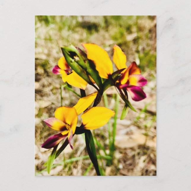 Carte Postale Orchidées d'ânes (Devant)