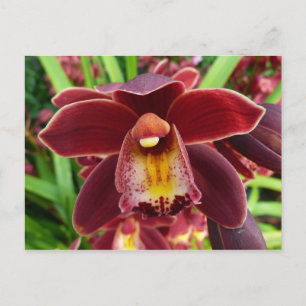 Carte Postale Orchidées de Maroon I Beau Floral Rouge