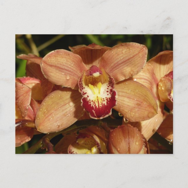 Carte Postale Orchidées de Pêche avec Raindrops Floral (Devant)