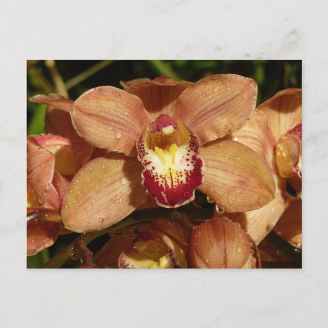 Carte Postale Orchidées de Pêche avec Raindrops Floral (Devant)