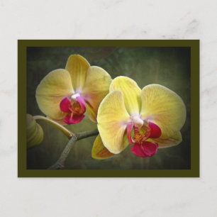 Carte Postale Orchidées de teigne jaune - Phalaenopsis