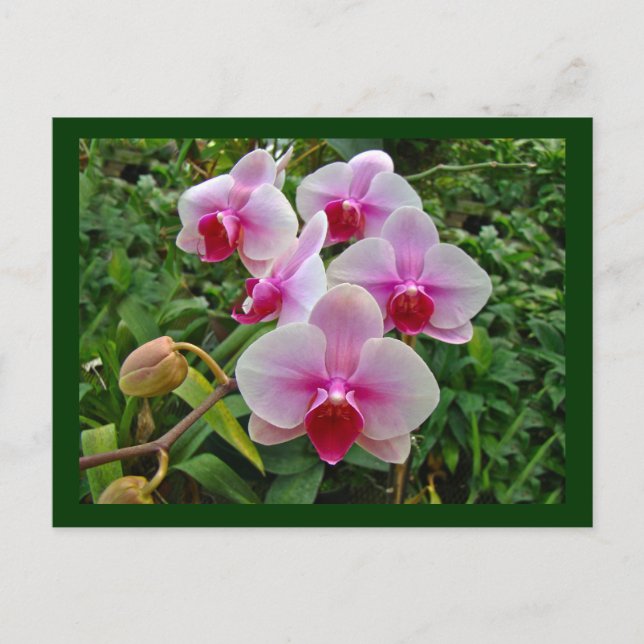 Carte Postale Orchidées de teigne rose - Phalaenopsis (Devant)