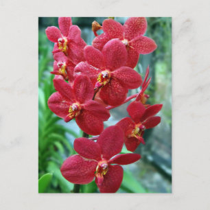 Carte Postale Orchidées de vanda rouge
