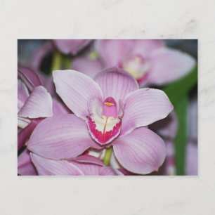 Carte Postale Orchidées honduriennes
