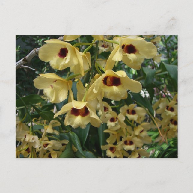 Carte Postale Orchidées Jaunes et Maroon Élégant Floral (Devant)