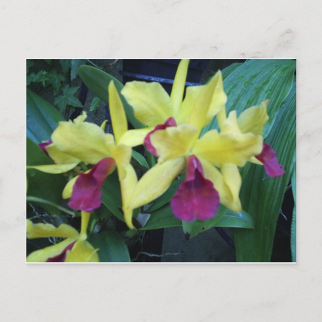 Carte postale Orchidées Jaunes et Violettes (Devant)