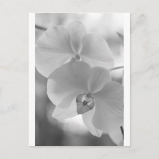 Carte Postale Orchidées noires et blanches
