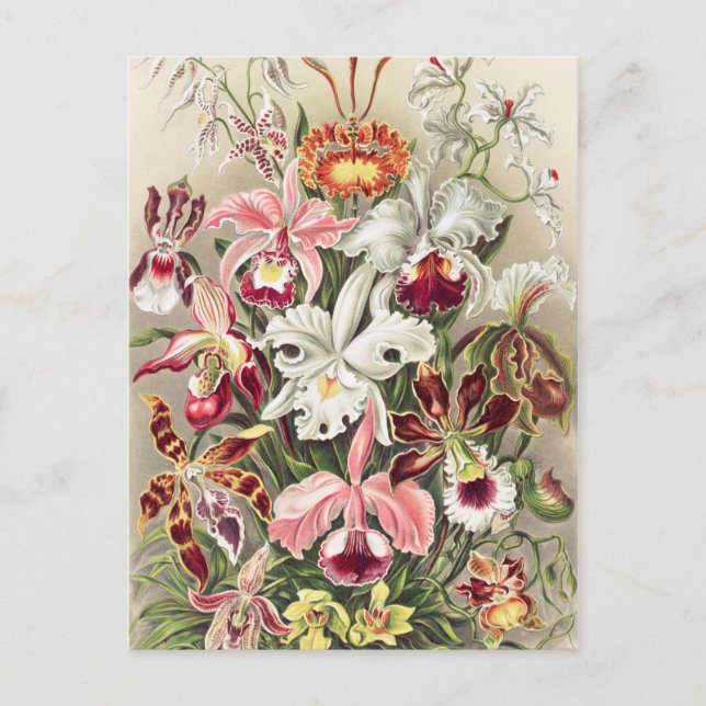Carte Postale Orchidées, Orchidée Denusblumen par Ernst Haeckel (Devant)