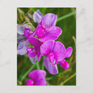 Carte Postale Orchidées pourpres