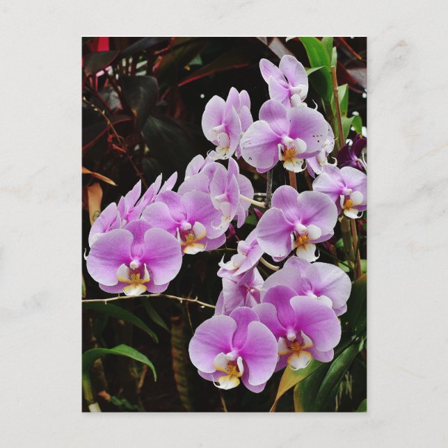 Carte Postale Orchidées pourpres (Devant)