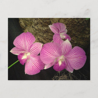 Carte postale: Orchidées pourpres