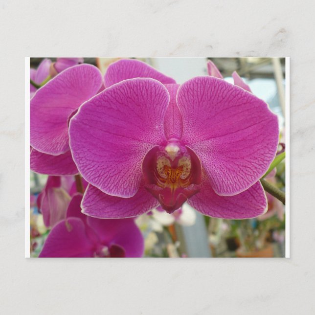 Carte Postale Orchidées rose chaud (Devant)