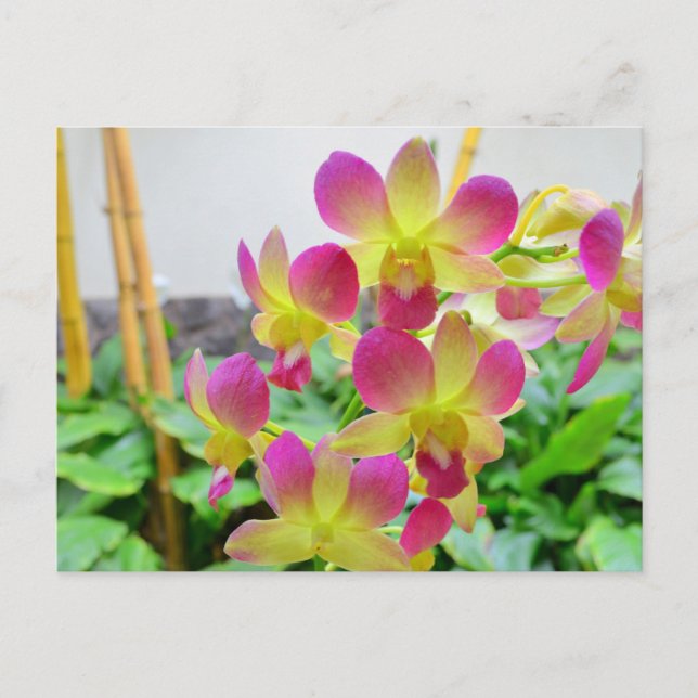Carte Postale Orchidées rose jaune (Devant)