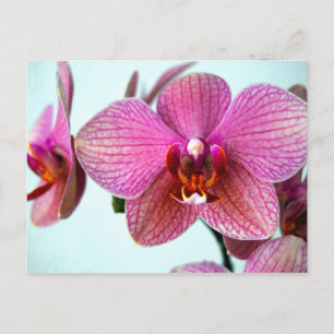 Carte Postale Orchidées roses