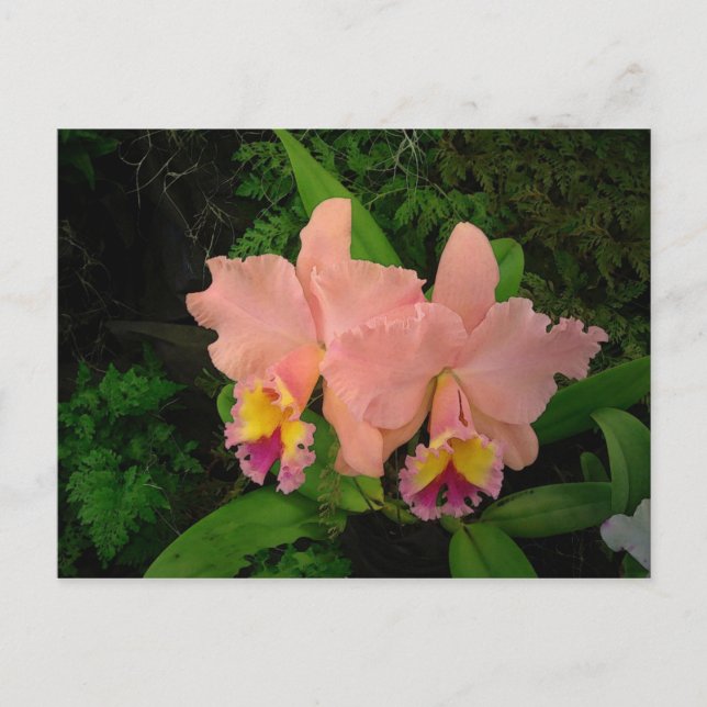 Carte postale : Orchidées roses (Devant)