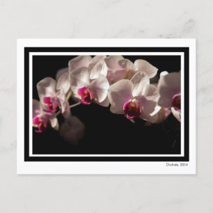 Carte Postale Orchidées roses et blanches spectaculaires sur noi