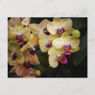 Carte Postale Orchidées roses et jaunes