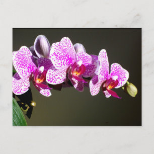 Carte Postale Orchidées roses, fleurs tropicales roses