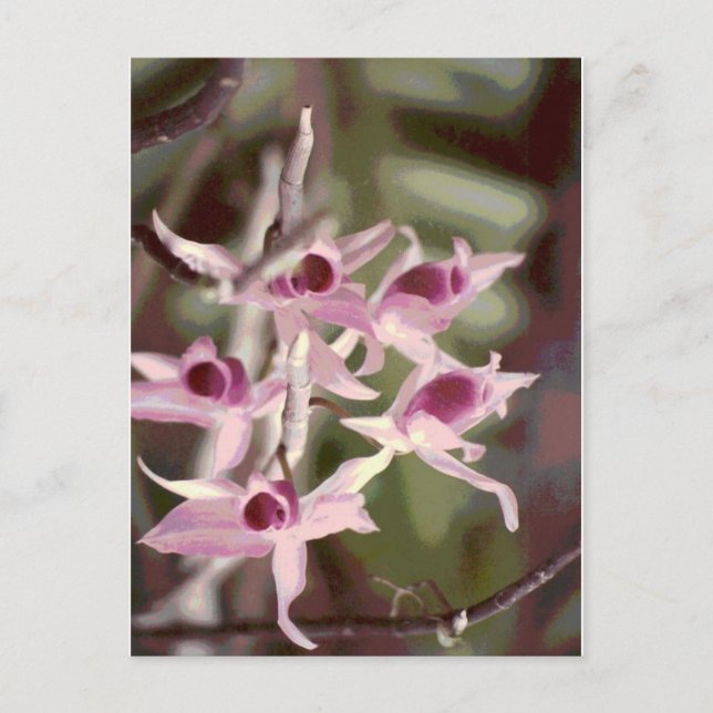 Carte Postale orchidées sauvages (Devant)