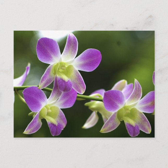 Carte Postale Orchidées tropicales (Devant)