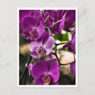 Carte Postale orchidées violettes