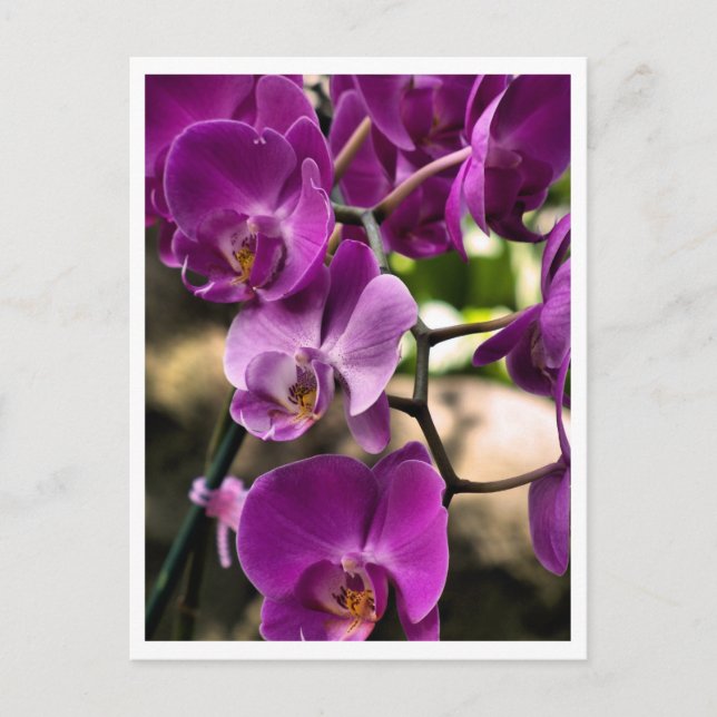 Carte Postale orchidées violettes (Devant)