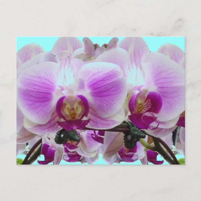 Carte Postale Orchidées violettes (Devant)