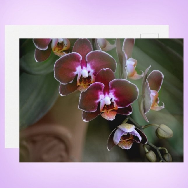 Carte Postale Orchidées violettes Photographie Botanique (Créateur téléchargé)