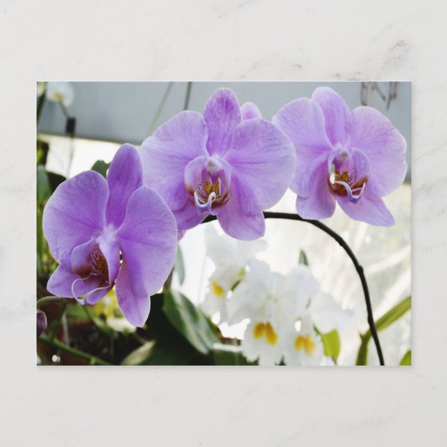 Carte Postale Orchidées violettes sur une vigne (Devant)